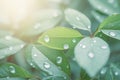 Romantic raindrops Rose leaves with raindrops, solar rays closeup Royalty Free Stock Photo