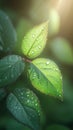 Romantic raindrops Rose leaves with raindrops, solar rays closeup Royalty Free Stock Photo