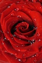 Romantic red rose Royalty Free Stock Photo