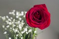 Romantic red rose on black Royalty Free Stock Photo