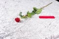 Romantic red rose and gift on a counterpane Royalty Free Stock Photo