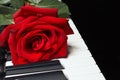 Romantic red rose on keyboard of the piano on black background Royalty Free Stock Photo