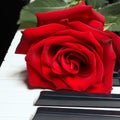 Romantic red rose on the keys of the piano on black background Royalty Free Stock Photo