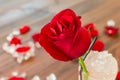 Romantic red rose Royalty Free Stock Photo