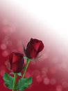 Romantic red roses with abstarct bokeh background Royalty Free Stock Photo