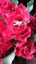 Romantic Red roses and ring