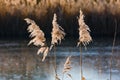 Romantic reeds at the pond exposed in the back light Royalty Free Stock Photo