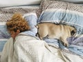 Romantic relationship human and dog concept - caucasian people woman sleep on the sofa at home with her lovely pug - brown colors