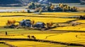 Romantic Riverscape: Yellow Rice Field In Xiangtou, Xinjiang