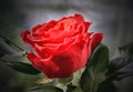 Romantic rose