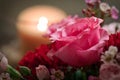 Romantic Rose in an arrangement Royalty Free Stock Photo