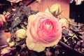 Romantic Rose Bloom Royalty Free Stock Photo