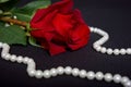 Romantic rose flower with pearl necklace on dark background