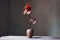 A romantic rose now dried in a small pot. Royalty Free Stock Photo