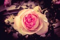 The romantic rose Pierre de Ronsard Royalty Free Stock Photo
