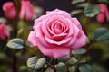 Romantic Rose pink drops. Generate Ai
