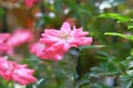 Romantic rose valley. Aromatic rose flowers on beautiful bush in country cottage garden. Close up Royalty Free Stock Photo