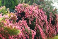 Romantic rose valley. Aromatic rose flowers on beautiful bush in country cottage garden Royalty Free Stock Photo