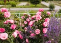 Romantic Roses and Peonies Plants on the Green Background of a Garden or Park in Summer or springtime Royalty Free Stock Photo