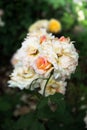 Romantic roses in a spring garden.