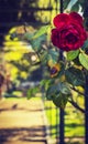 Romantic Scene of Rose In Vintage Secret Garden Atrium Walkway In City Park