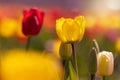 Romantic scene of a tulip field with yellow and red tulips in the backlight Royalty Free Stock Photo