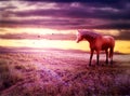 Romantic scenery with horse