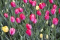 Romantic scenery with pink tulips