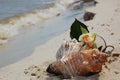 Romantic seashell