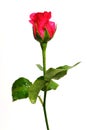 Romantic shocking pink rose with white isolated