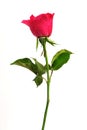 Romantic shocking pink rose with white isolated