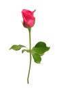 Romantic shocking pink rose with white isolated