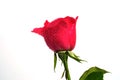 Romantic shocking pink rose with white isolated