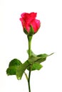 Romantic shocking pink rose with white isolated