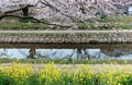 Romantic sidewalks under cherry blossoms Sakura Namiki by a small river bank & Brassica flowers in Fukiage City, Konosu