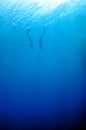 The romantic simultaneous freedive into the depth