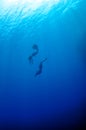 The romantic simultaneous freedive into the depth