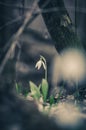 Snowdrop flower in spring forest Royalty Free Stock Photo
