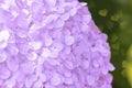 Romantic, soft and beautiful pattern pink hydrangea flowers background, selective focus. Closeup Royalty Free Stock Photo