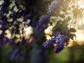 Romantic soft and blurry summer nature background