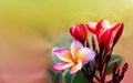 Romantic soft mood colour frangipani yellow pink flower on dream Royalty Free Stock Photo