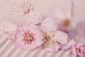 Romantic Soft Pink Peach Blossom