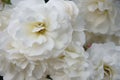 Romantic soft white floribunda roses.