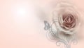 Romantic softed pink rose background with text space Royalty Free Stock Photo