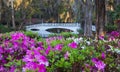 Romantic Southern Garden of Azaleas Charleston SC Royalty Free Stock Photo