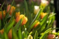 Romantic spring card. Beautiful tulips from the side in backlit sunlight. Orange and green colors