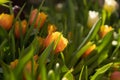 Romantic spring card. Beautiful tulips from the side in backlit sunlight. Orange and green colors