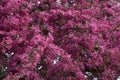 Romantic spring tree red dogwood in blossom in full frame Royalty Free Stock Photo