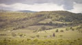 Romantic spring vineyard countryside in Pezinok