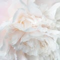 Romantic square background, delicate white peonies flowers close-up. Fragrant pink petals Royalty Free Stock Photo